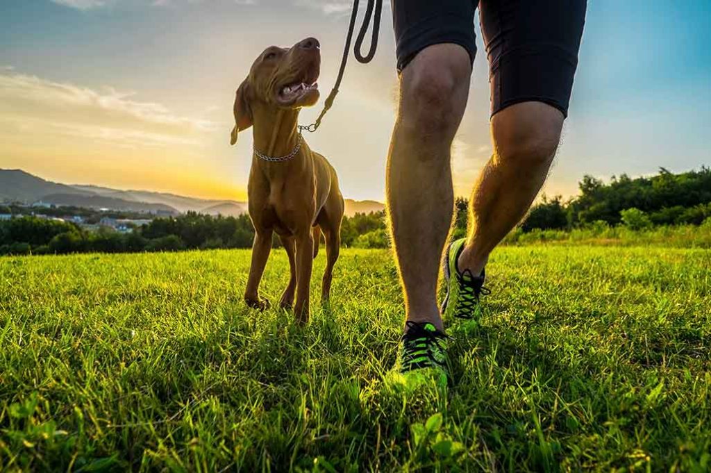 perro y piernas de hombre